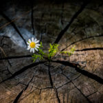 Building Resiliency During Covid19